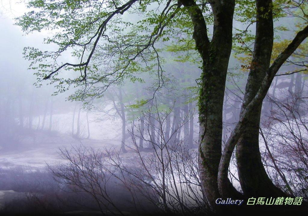 Country Inn Kashiwabara Хакуба Екстер'єр фото